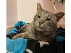 Smokey Jr., Domestic Shorthair For Adoption In Fayetteville, Arkansas