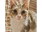 Mini Me, Domestic Shorthair For Adoption In Fort Worth, Texas