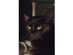 Bagheera, Domestic Shorthair For Adoption In Blountville, Tennessee