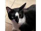 Buffy, Domestic Mediumhair For Adoption In Chicago, Illinois