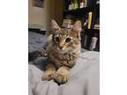 Han & Chewie, Domestic Shorthair For Adoption In Cambridge, Ontario
