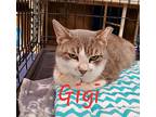 Gigi, Domestic Shorthair For Adoption In Madisonville, Louisiana