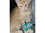 Felix, Domestic Shorthair For Adoption In Madisonville, Louisiana