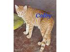 Colby, Domestic Shorthair For Adoption In Madisonville, Louisiana
