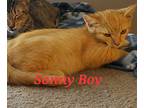 Sonny Boy, Domestic Shorthair For Adoption In Madisonville, Louisiana