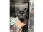 Boo, Domestic Shorthair For Adoption In Sebastian, Florida