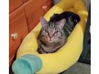 Marble Tiger, Domestic Shorthair For Adoption In Fort Worth, Texas