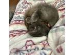 Bean Michelle, Russian Blue For Adoption In Fort Worth, Texas