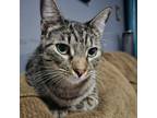 Eeyore, Domestic Shorthair For Adoption In Fort Worth, Texas