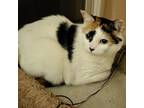 Samantha, Domestic Shorthair For Adoption In Fort Worth, Texas