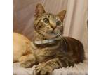 Mister Mercury, Domestic Shorthair For Adoption In Fort Worth, Texas
