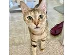Mama Kim, Domestic Shorthair For Adoption In Fort Worth, Texas