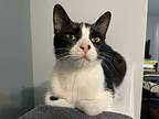 Junie, Domestic Shorthair For Adoption In Cambridge, Ontario