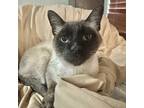 Bo, Siamese For Adoption In Fort Worth, Texas