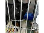 Houdini, Domestic Shorthair For Adoption In Fort Worth, Texas
