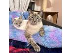 Merry And Anderson (bonded Pair), Siamese For Adoption In Fort Worth, Texas