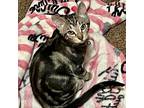 Wanda, Domestic Shorthair For Adoption In Fort Worth, Texas