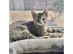 Miss Muffin, Domestic Shorthair For Adoption In Fort Worth, Texas