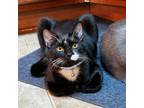 Maxwell & Maxwell (bonded Pair), Domestic Shorthair For Adoption In Fort Worth