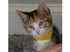 Harper, Domestic Shorthair For Adoption In Fort Worth, Texas