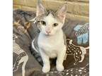 Granite, Domestic Shorthair For Adoption In Fort Worth, Texas