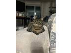 Shiloh, Domestic Shorthair For Adoption In Cambridge, Ontario