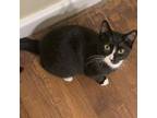 Kowalski, Domestic Shorthair For Adoption In Fort Worth, Texas