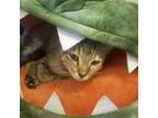 Unicorn, Domestic Shorthair For Adoption In Fort Worth, Texas