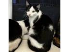 Mushuk, Domestic Shorthair For Adoption In Fort Worth, Texas