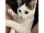 Paka, Domestic Shorthair For Adoption In Fort Worth, Texas