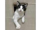 Mace, Domestic Shorthair For Adoption In Fort Worth, Texas