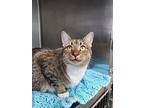 Molly, Domestic Shorthair For Adoption In Umatilla, Florida