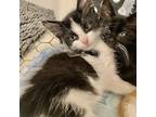 Smithers, Domestic Mediumhair For Adoption In Fort Worth, Texas