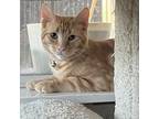Colby, Domestic Shorthair For Adoption In Fort Worth, Texas