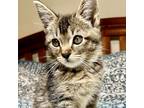 Delaney, Domestic Shorthair For Adoption In Fort Worth, Texas