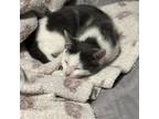 Panthro, Domestic Shorthair For Adoption In Fort Worth, Texas