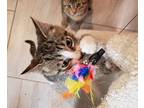 Milo & Millie, Domestic Shorthair For Adoption In Cambridge, Ontario