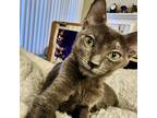 Juju Bean, Russian Blue For Adoption In Fort Worth, Texas