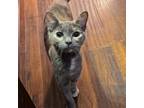 Alice, Domestic Shorthair For Adoption In Fort Worth, Texas