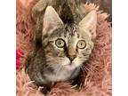 Migs, Domestic Shorthair For Adoption In Fort Worth, Texas