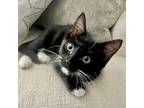 Smokey, Domestic Shorthair For Adoption In Fort Worth, Texas