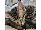 Nico, Domestic Shorthair For Adoption In Fort Worth, Texas