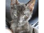 Chapel, Domestic Shorthair For Adoption In Fort Worth, Texas