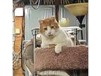 Rocky, Domestic Shorthair For Adoption In Patchogue, New York