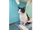 Darla, Domestic Shorthair For Adoption In Umatilla, Florida