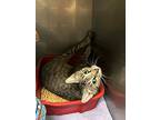 Mommie Dearest, Domestic Shorthair For Adoption In Sebastian, Florida