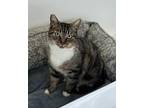 Grace, American Shorthair For Adoption In Agua Dulce, California