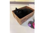 Nyx, Domestic Shorthair For Adoption In Blountville, Tennessee