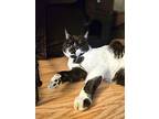 Manny, Domestic Shorthair For Adoption In Patchogue, New York
