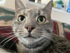 Colby & Chloe, Domestic Shorthair For Adoption In Cambridge, Ontario